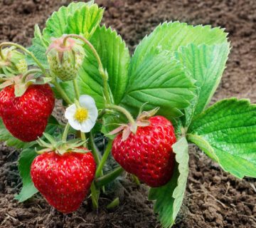 کمبود مواد مغذی در توت فرنگی