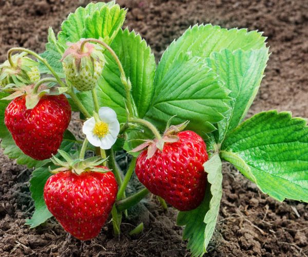 کمبود مواد مغذی در توت فرنگی