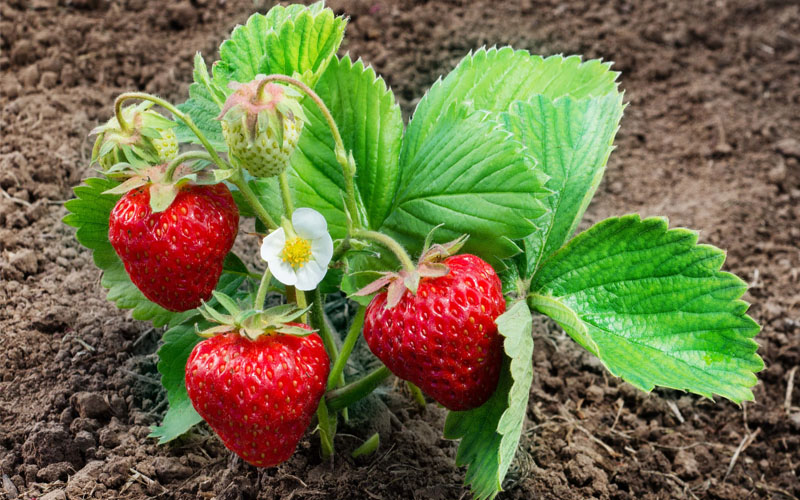 کمبود مواد مغذی در توت فرنگی