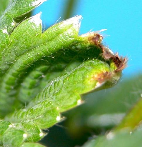 کمبود مواد مغذی در توت فرنگی