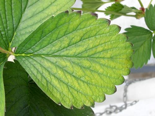 کمبود مواد مغذی در توت فرنگی