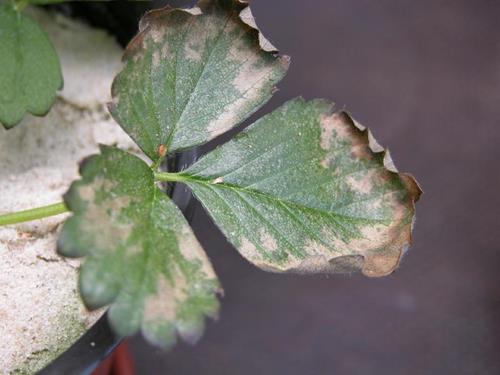 کمبود مواد مغذی در توت فرنگی