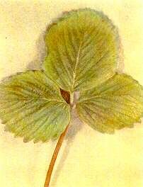 کمبود مواد مغذی در توت فرنگی