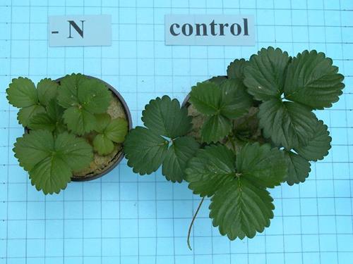 کمبود مواد مغذی در توت فرنگی