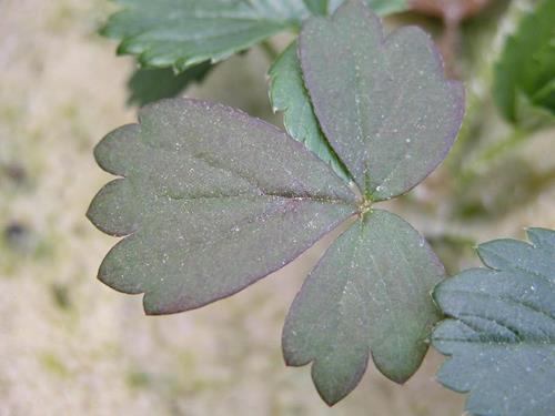 کمبود مواد مغذی در توت فرنگی