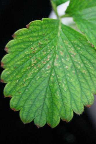 کمبود مواد مغذی در توت فرنگی