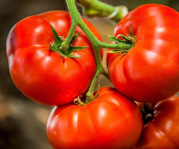 کمبود مواد مغذی در گوجه فرنگی