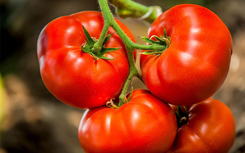 کمبود مواد مغذی در گوجه فرنگی