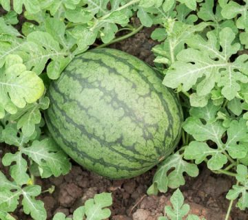 کمبود مواد مغذی در هندوانه و ملون