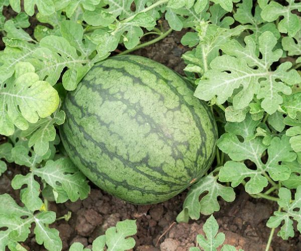 کمبود مواد مغذی در هندوانه و ملون