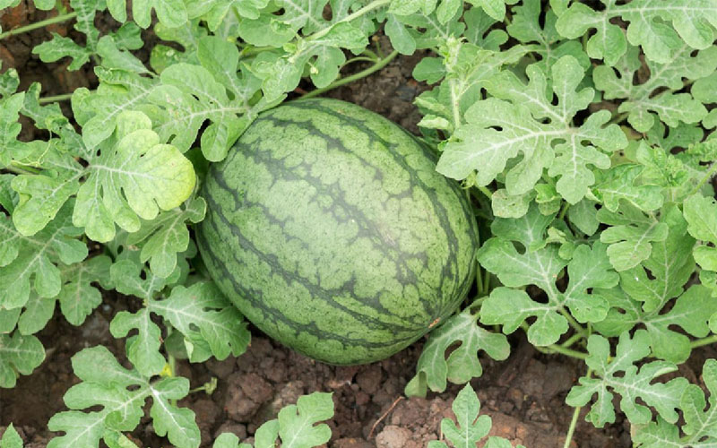 کمبود مواد مغذی در هندوانه و ملون