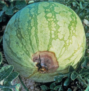 Nutrient deficiencies in watermelon and cantaloupe