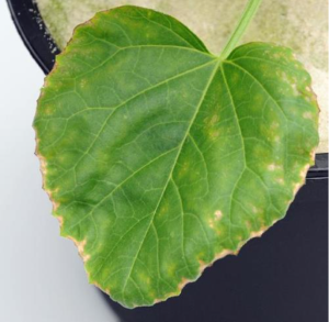 Nutrient deficiencies in watermelon and cantaloupe