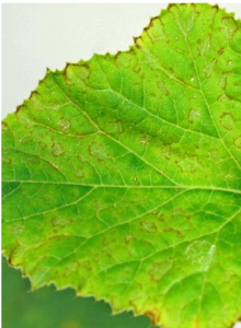 Nutrient deficiencies in watermelon and cantaloupe