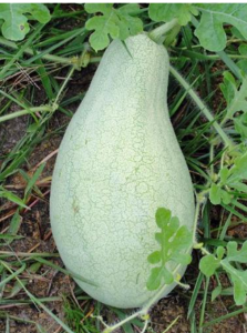Nutrient deficiencies in watermelon and cantaloupe