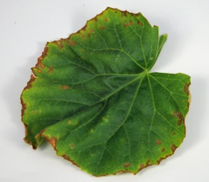 Nutrient deficiencies in watermelon and cantaloupe