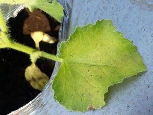 Nutrient deficiencies in watermelon and cantaloupe