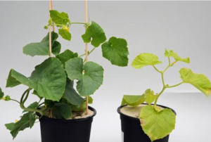 Nutrient deficiencies in watermelon and cantaloupe