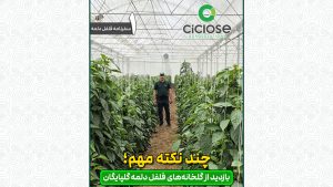 گلخانه فلفل دلمه