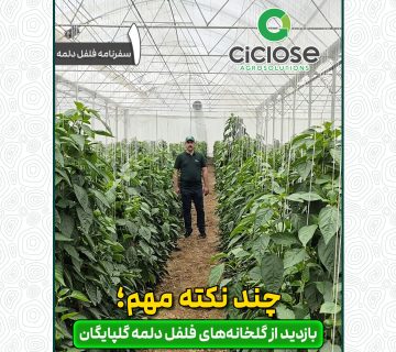 گلخانه فلفل دلمه
