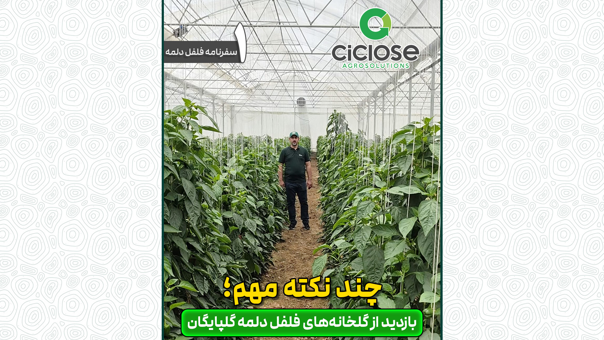 گلخانه فلفل دلمه