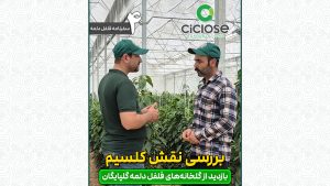 بررسی نقش کلسیم در گلخانه فلفل دلمه