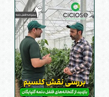 بررسی نقش کلسیم در گلخانه فلفل دلمه