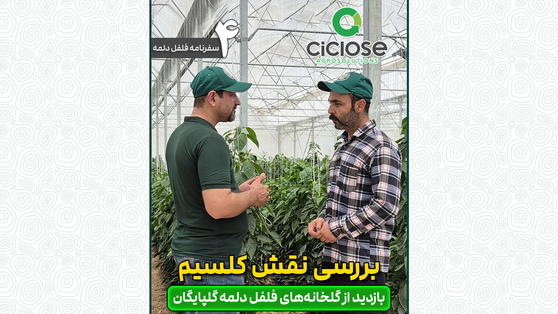 بررسی نقش کلسیم در گلخانه فلفل دلمه
