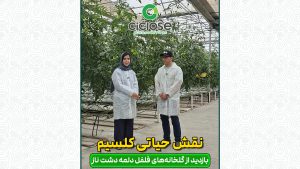 نقش حیاتی کلسیم