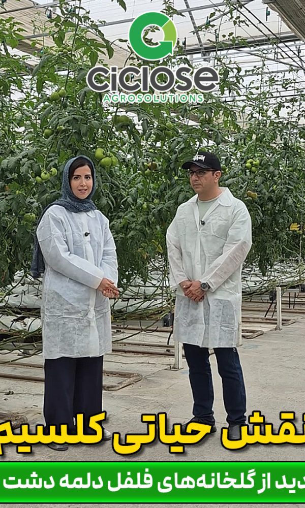 نقش حیاتی کلسیم