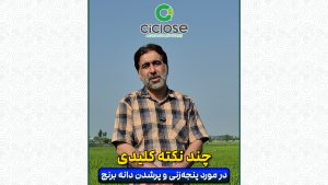 پنجه زنی و پرشدن دانه برنج
