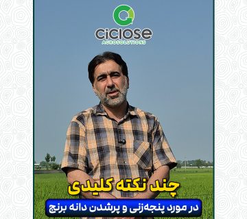 پنجه زنی و پرشدن دانه برنج