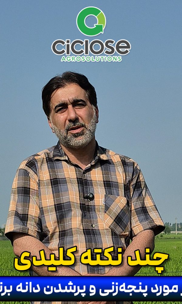 پنجه زنی و پرشدن دانه برنج