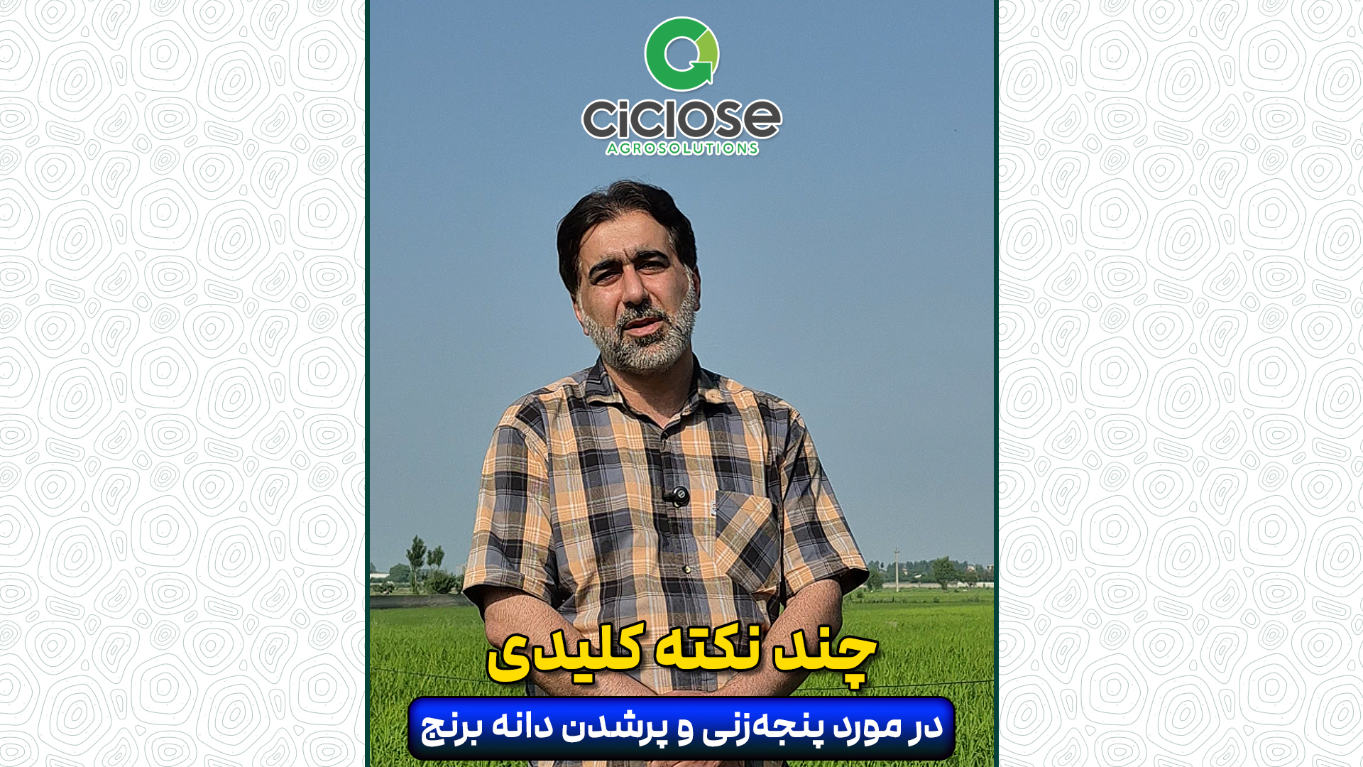 پنجه زنی و پرشدن دانه برنج