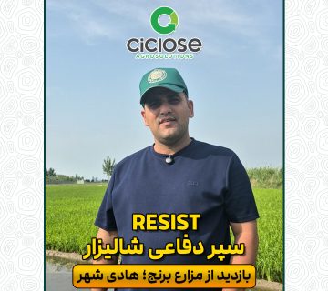 سپر دفاعی شالیزار
