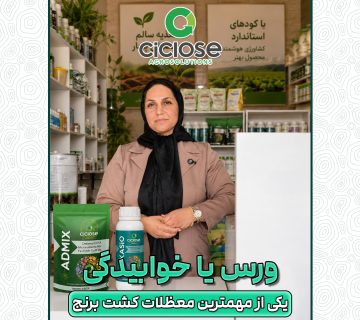 معضل ورس (خوابیدگی) برنج و راهکارهای مقابله با آن