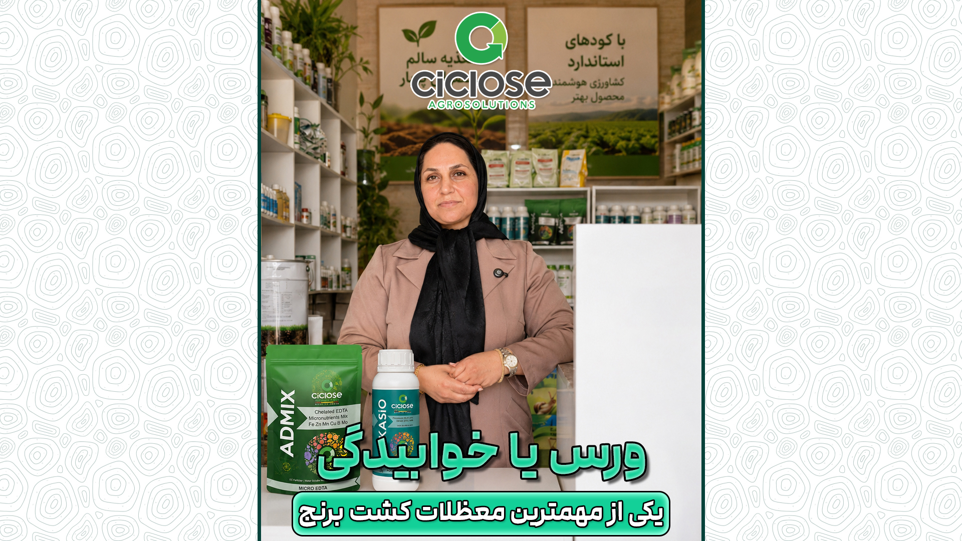 معضل ورس (خوابیدگی) برنج و راهکارهای مقابله با آن