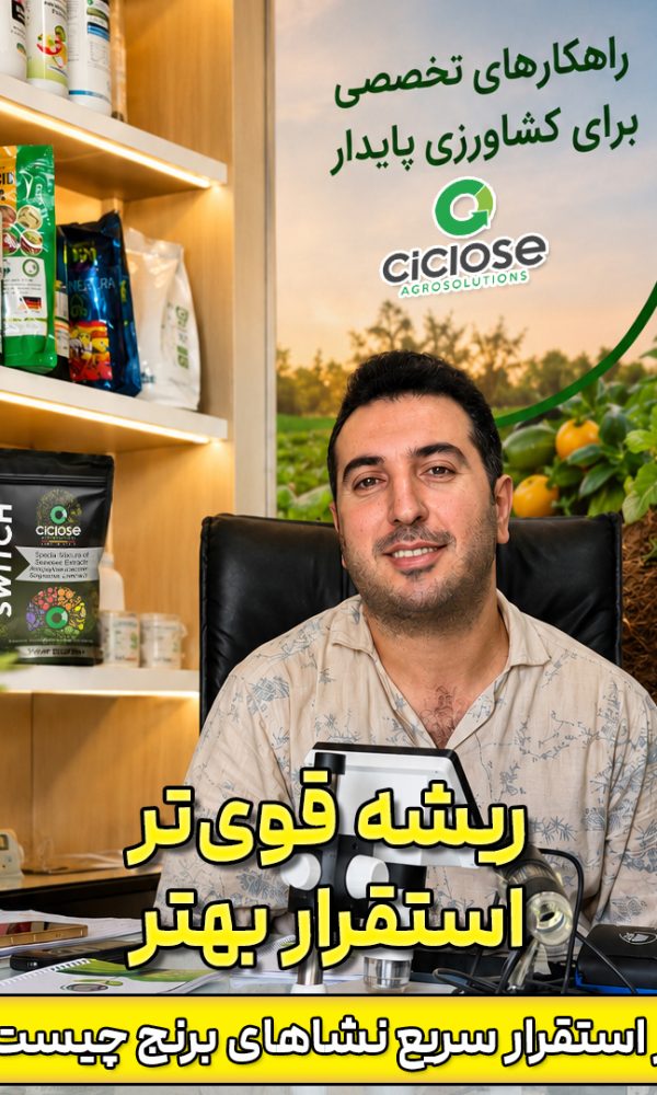 ریشه قوی تر، استقرار بهتر