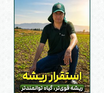 ریشه قوی، پایه یک محصول پربازده