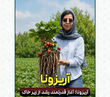 از ریشه شروع کن