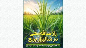 راز ساقه دهی در شالیزار برنج