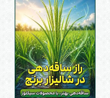 راز ساقه دهی در شالیزار برنج
