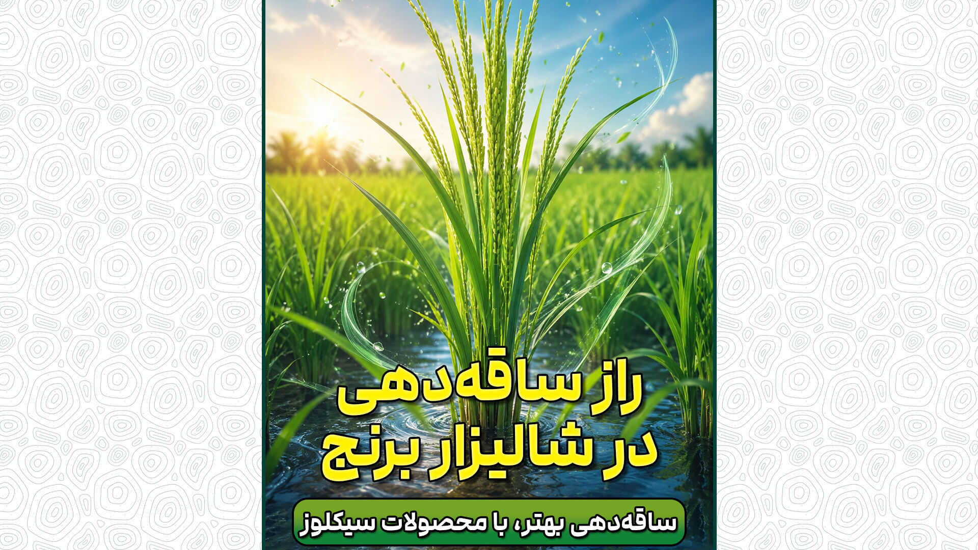 راز ساقه دهی در شالیزار برنج