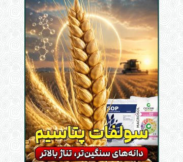 سولفات پتاسیم؛ دانه‌های سنگین‌تر، تناژ بالاتر