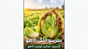 سرسوختگی کاهو، نتیجه اختلال در انتقال کلسیم، نه فقط کمبود!