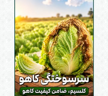 سرسوختگی کاهو، نتیجه اختلال در انتقال کلسیم، نه فقط کمبود!