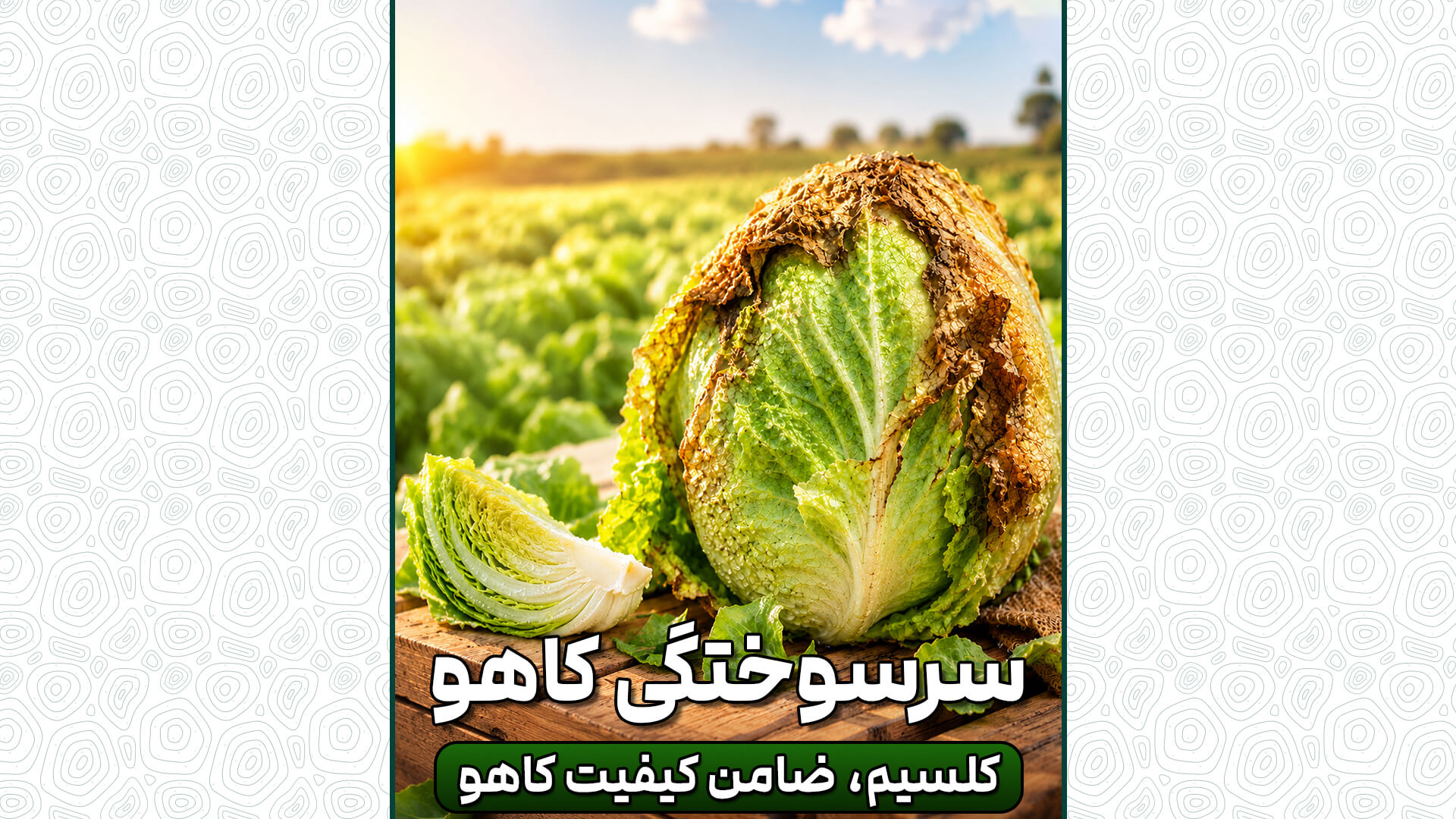 سرسوختگی کاهو، نتیجه اختلال در انتقال کلسیم، نه فقط کمبود!