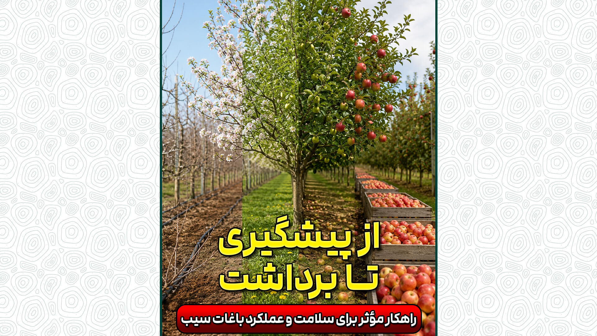 توصیه‌های تغذیه‌ای و حفاظتی در باغهای سیب شهر دماوند