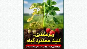 ریزمغذی؛ کلید عملکرد گیاه