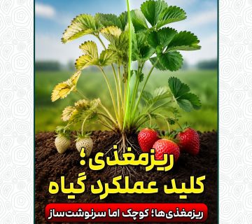 ریزمغذی؛ کلید عملکرد گیاه
